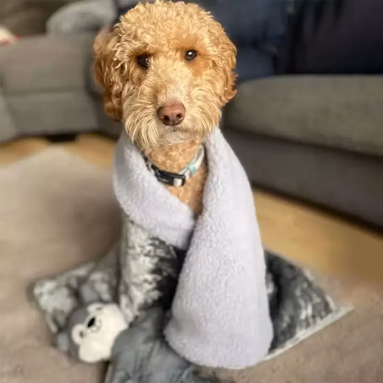 Couvertures pour animaux de compagnie à faible MOQ, peluche douce, protège canapé, chaises, lit, lavable en Machine, pour chien