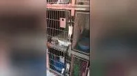 Meilleure qualité fabricant chinois chien cage médicale en acier inoxydable cage pour animaux de compagnie pour hôpital pour animaux de compagnie